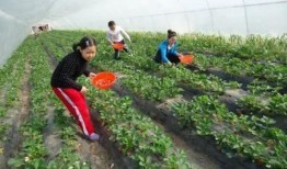 石家庄农业最新爆料,揭秘最新发展动态与亮点